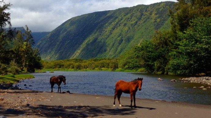 wild-horses-at-waipio-valley-on-the-big-island-of-hawaii-e1463597789519